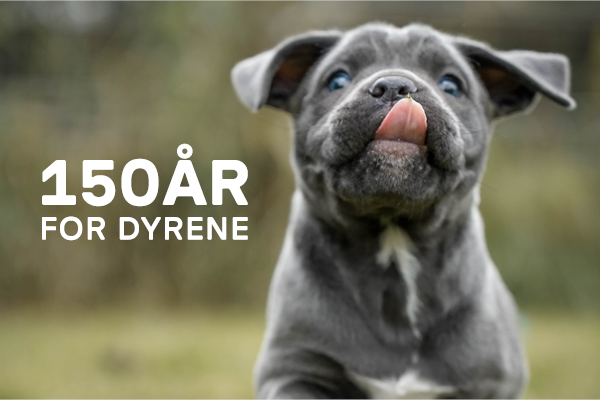 150 års hund
