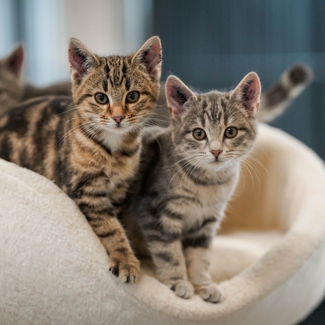 To katte i katteseng kigger i kameraet