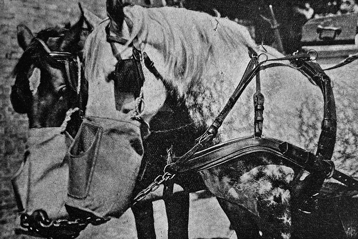 Hest med mulepose for mulen