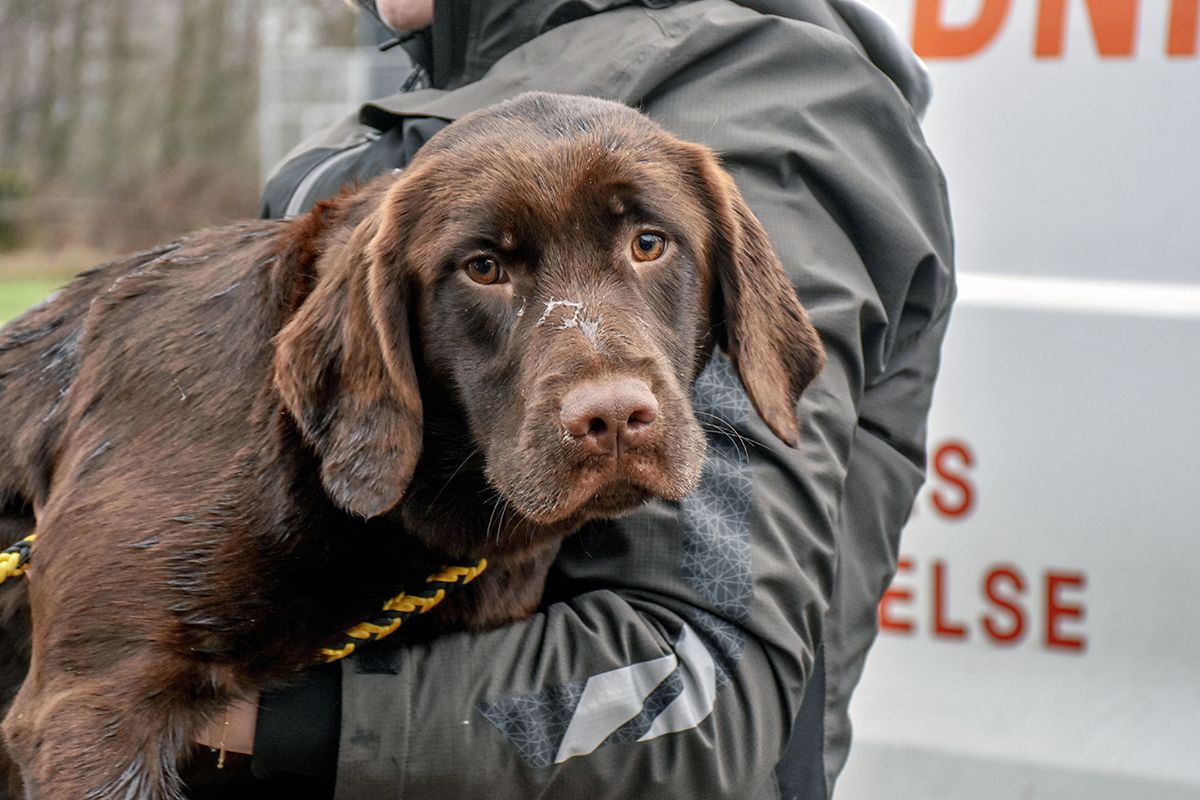 Brun hund i favnen på dyrehjælper