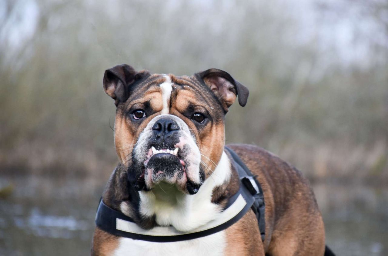 Der er mange arvelige sygdomme og lidelser knyttet til hundes udseende. For eksempel kan en flad snude give vejrtrækningsproblemer og hornhindesår. Foto: Cathrine Cocks/Dyrenes Beskyttelse Fladsnudet hund kigger i kamera.