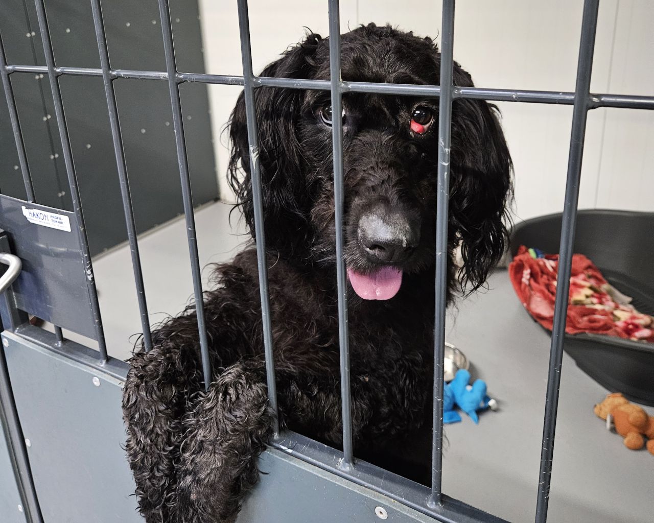 Jessis øje krævede behandling, men det var først da hun blev indleveret, at nogen tog ansvar. Hun er én af de mange dyr, der har brug for hjælp. Foto: Dyrenes Beskyttelse Sort hund med stort cherry-eye