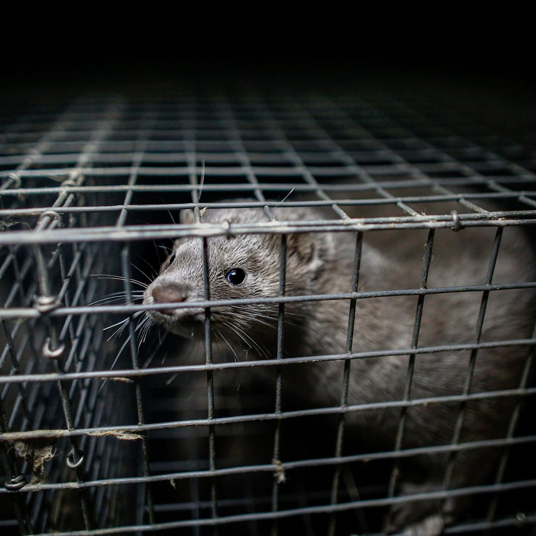 Mink står i lille bur og kigger ud, mørk baggrund