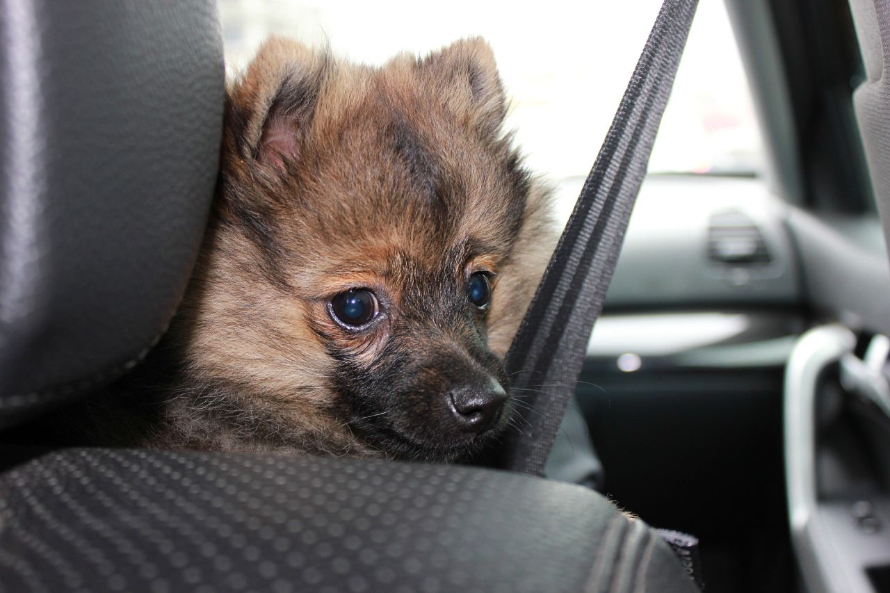 Det bedste, du kan gøre, er at lade hunden blive hjemme, når du skal ud at køre. Tager du alligevel hunden med og efterlader den i bilen, så læg en seddel i forruden med dit telefonnummer. Så kan nogen få fat i dig, hvis der opstår en nødsituation. Foto: Dyrenes Beskyttelse Lille hund sidder på forsædet i en bil og ser betuttet ud