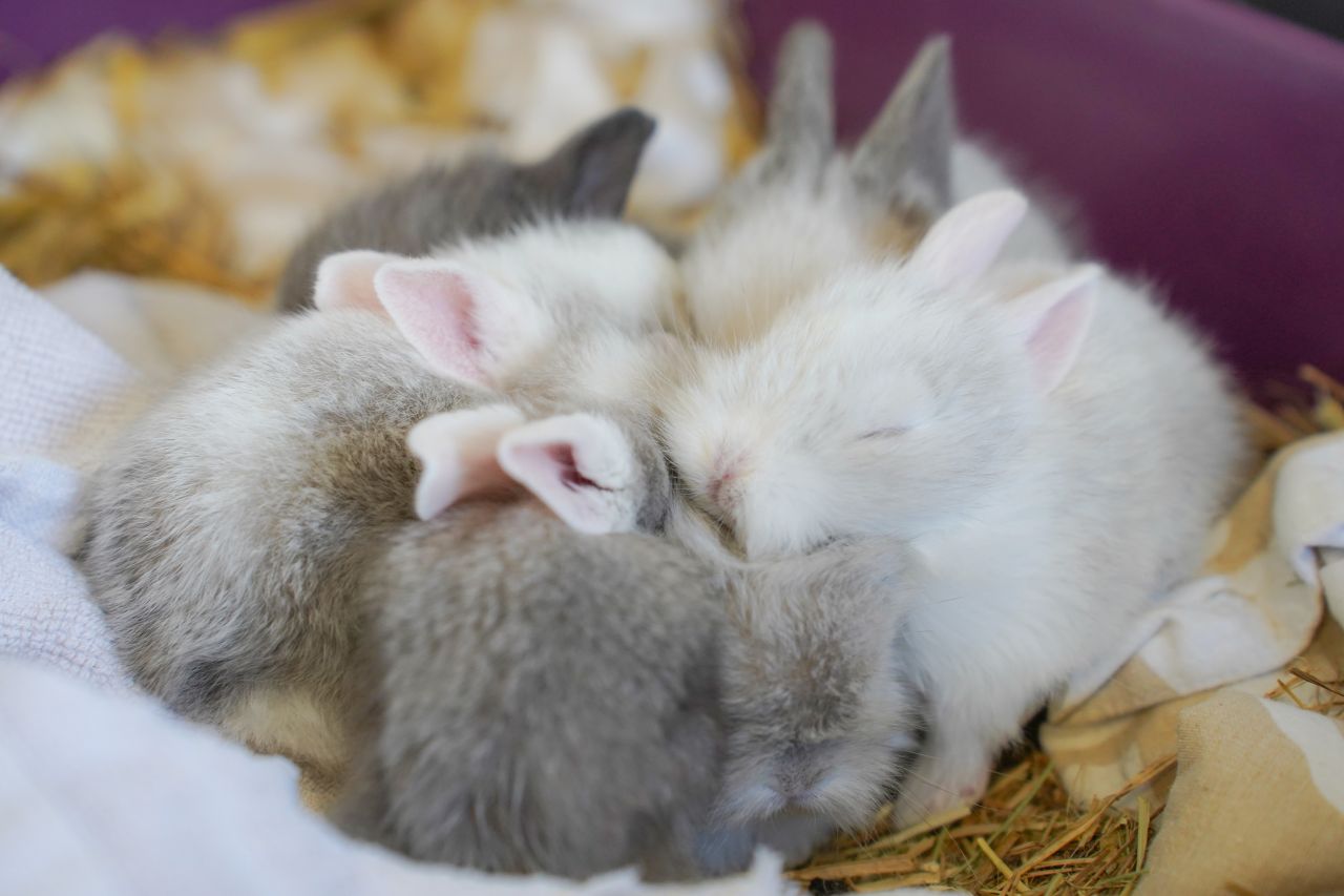 Merles seks unger kan nu vokse op i trygge omgivelser og se frem til et nyt liv, når de er klar til adoption. Foto: Dyrenes Beskyttelse Små kaninunger ligger sammen.