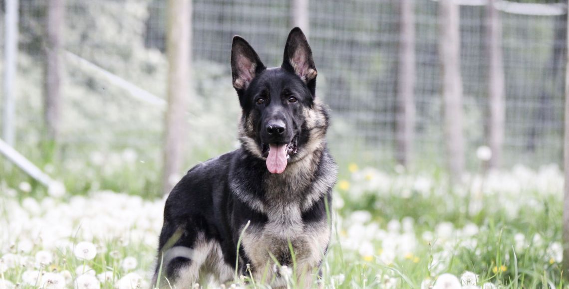 Hund i gård Hjallerup