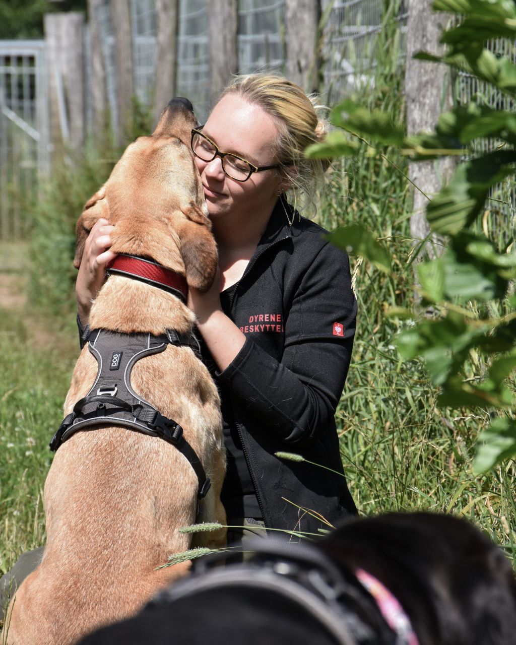 Hund og dyrepasser på dyreinternat