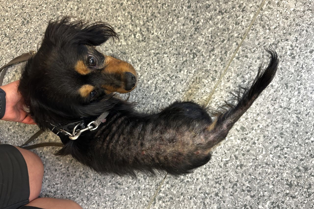 Benny bar tydeligt præg af forsømmelsen. Store bare områder og sår dækkede ryg og hale – en smertefuld konsekvens af ubehandlet loppeallergi og manglende pleje. Foto: Dyrenes Beskyttelse Lille hund med bar ryg som konsekvens af loppeallergi
