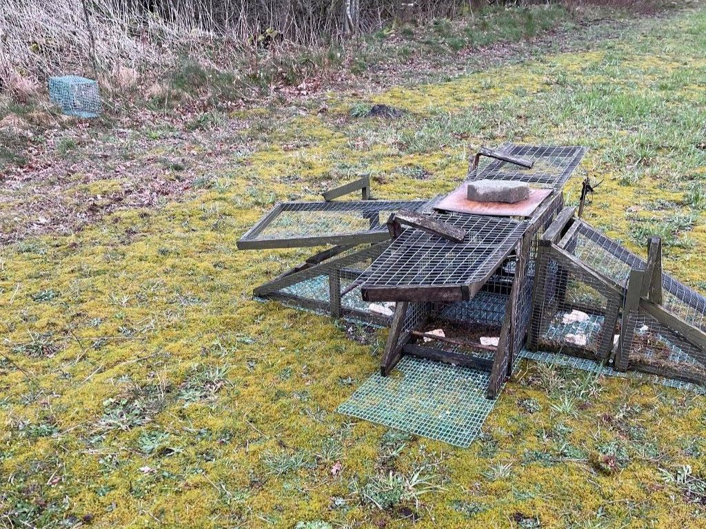 Fælden stod tæt på område, hvor der var en mindre rågekoloni. Foto: Dyrenes Beskyttelse. stor fælde står midt på græsplæne. i fælden er to råger