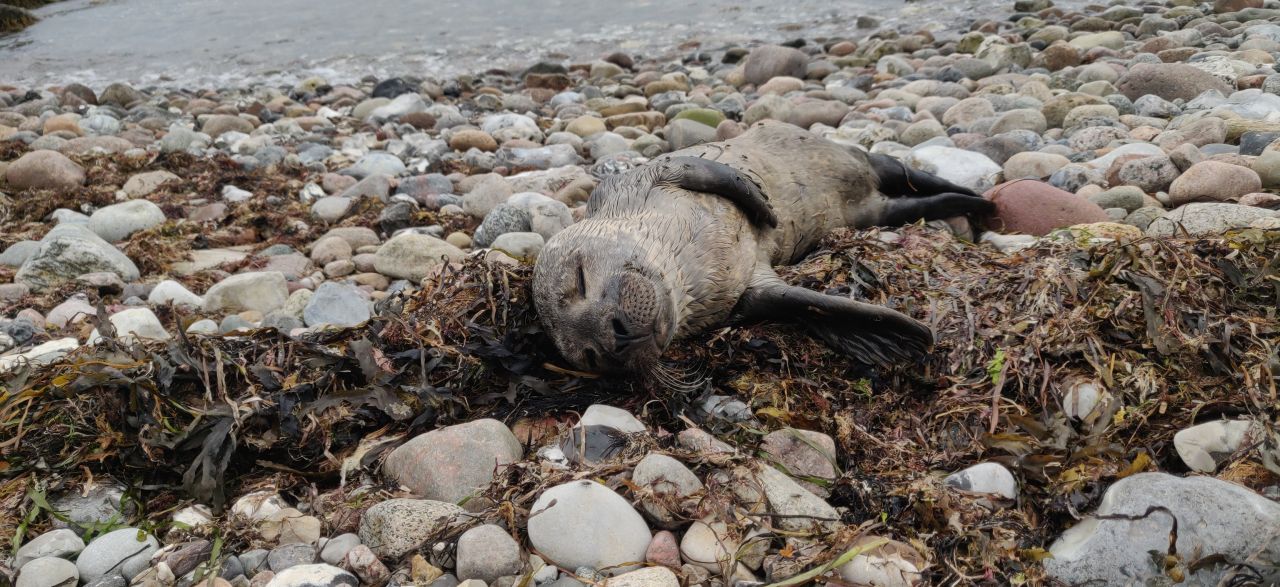 Mange henvender sig, da de tror, at sælen er i nød. Det er langt fra altid tilfældet. Eksempelvis denne sælunge, der hviler sig på en strand i Kalundborg. Foto: Dyrenes Beskyttelse. sælunge på stenstrand er dækket af fluer