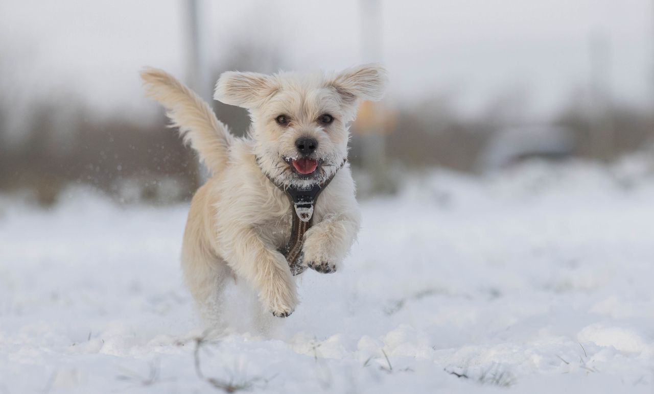 lille, hvid hund kommer løbende gennem sneen