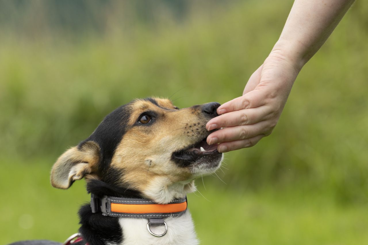 lille hund bliver fodret af hånd