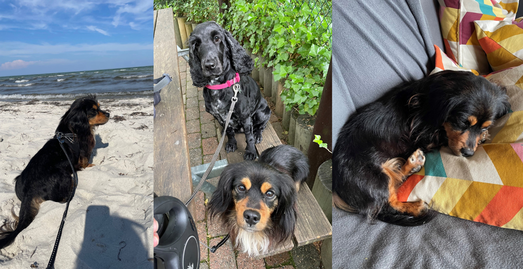 Bennys pels er vokset flot ud igen efter en slem loppeallergi, og han lever nu det bedste hundeliv – med selskab af sin nye familie, lange strandture og masser af sofahygge i trygge rammer. Foto: Privat Bennys liv har taget en drejning. Nu er han på stranden, skovtur og hygger i sofaen