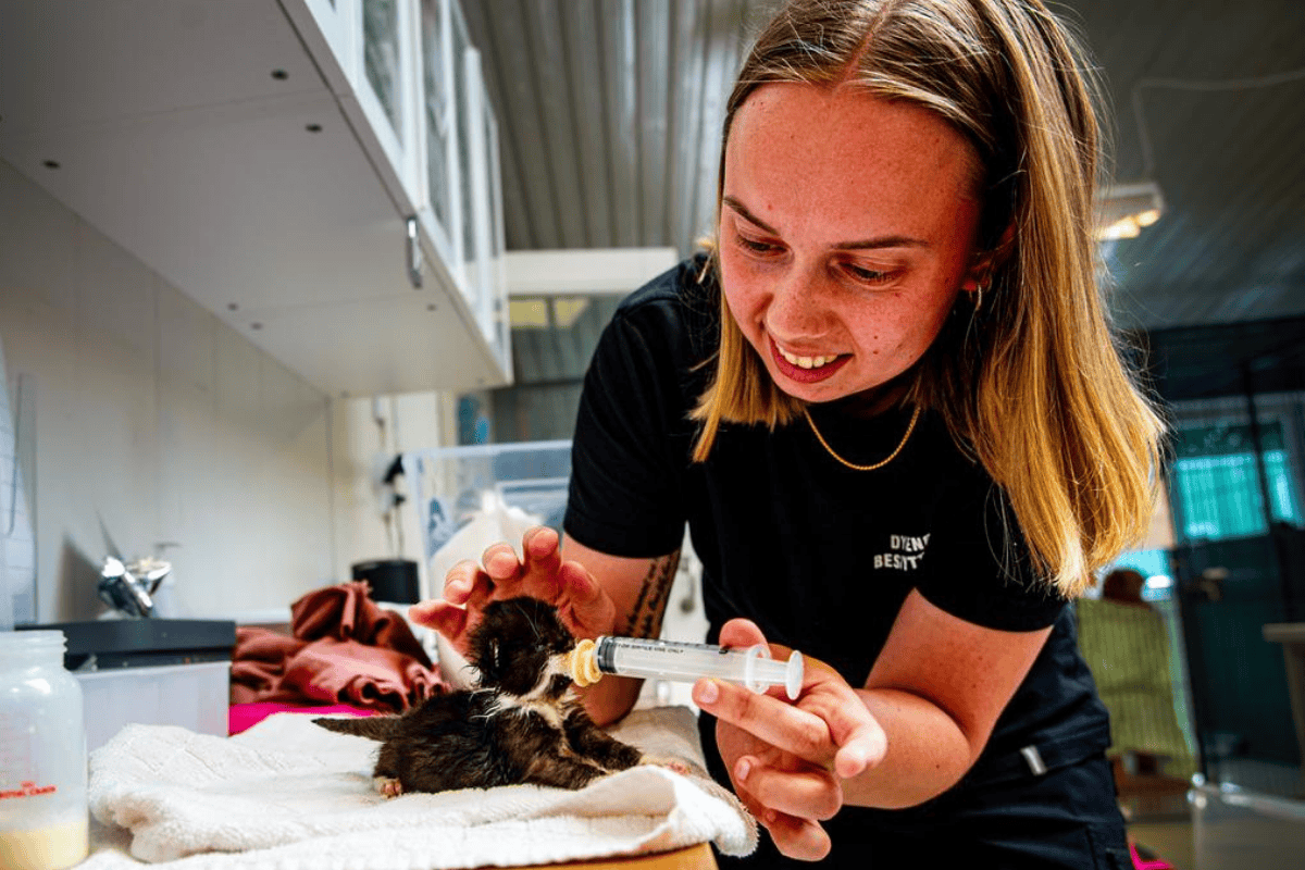 Mælken til killingerne bør ikke være for varm, da det kan skade de små dyr og ødelægge næringsstofferne. En passende temperatur er omkring 38 grader. Foto: Benedicte Lorenzen / Dyrenes Beskyttelse. En medarbejder fra dyreinternatet fodrer en killing med mælk gennem en sprøjte