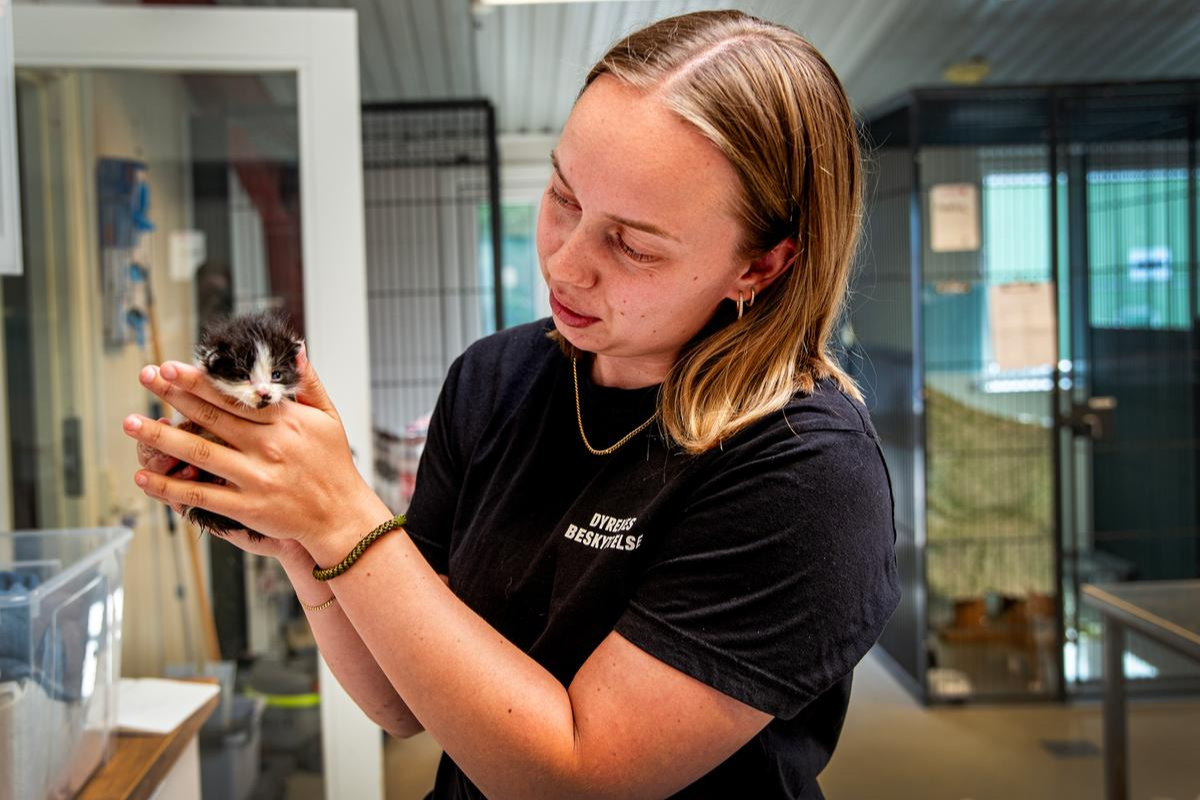 Laura Bay, der er internatmedarbejder på Roskilde Internat, har taget imod mange moderløse killinger, og hver eneste gang bliver hun forbløffet over, hvor små de er. Foto: Benedicte Lorenzen / Dyrenes Beskyttelese. En medarbejder fra dyreinternatet står med en killing i hænderne