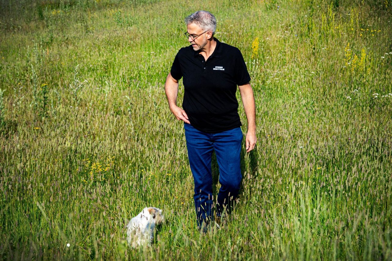 Ud over Karla på 4 år er også hunden Kalle på 14 år en stor del af Jens Jokumsens familie, og de to hunde stiller meget forskellige krav for at trives. Karla har for eksempel brug for flere lange gåture og mere mental stimulering end Kalle. Foto: Benedicte Lorenzen / Dyrenes Beskyttelse. Jens Jokumsen går tur med sin hund