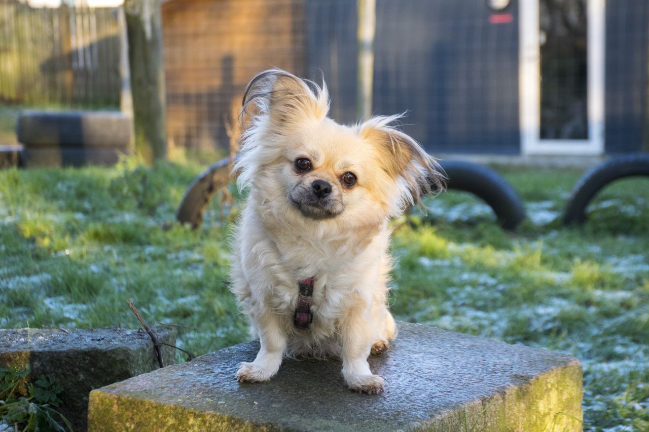 lille, hvid hund står på kasse og kigger forvirret ind i kamera