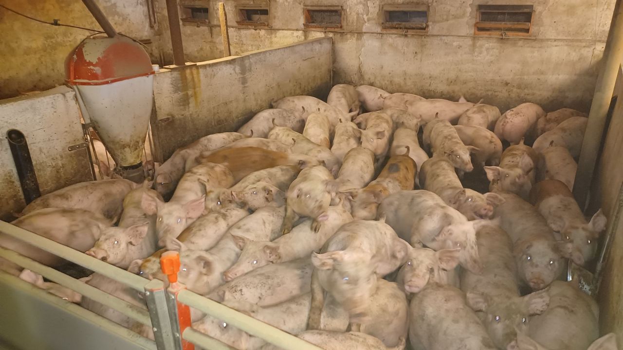 Grise står meget tæt sammen i svinestald
