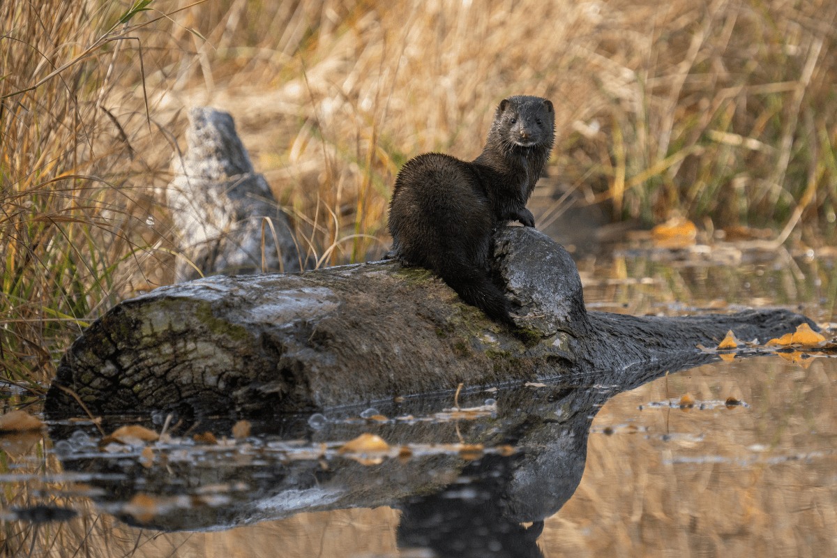 Den amerikanske mink, som ofte bruges til minkavl, hører i virkeligheden slet ikke til i Europa. Den bør leve et liv i den amerikanske natur omgivet af vand. Foto: Tony Leprieur. Mink står på træstub ved vand og kigger sig tilbage
