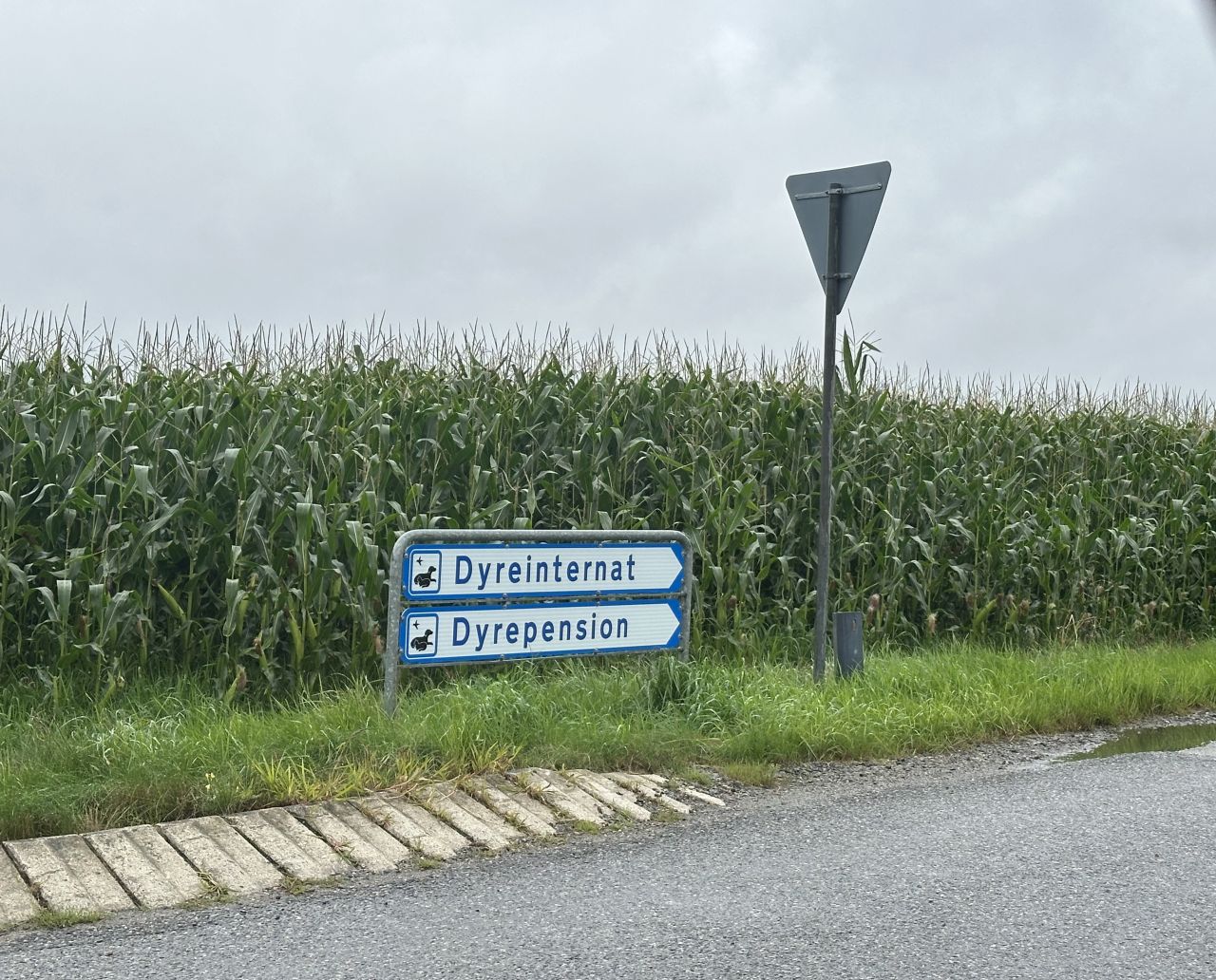 Det var ved dette skilt, få kilometer fra Brande Internat, at Emil Thygesen fandt de fire hvalpe i en transportkasse sent om aftenen den 30. juli. Dyrenes Beskyttelse efterlyser den eller de personer, der har efterladt dem på vejen. Foto: Brian Karlsen/Dyrenes Beskyttelse Skilt med teksten "Dyreinternat". Her blev de fire hvalpe fundet.