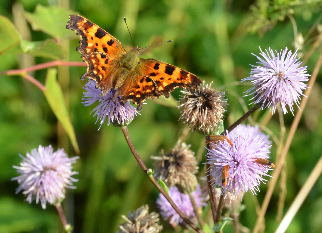 Sommerful suger nektar fra blomst