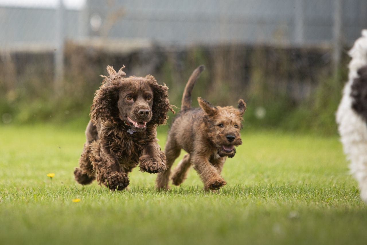 to brune hunde løber på græsplæne