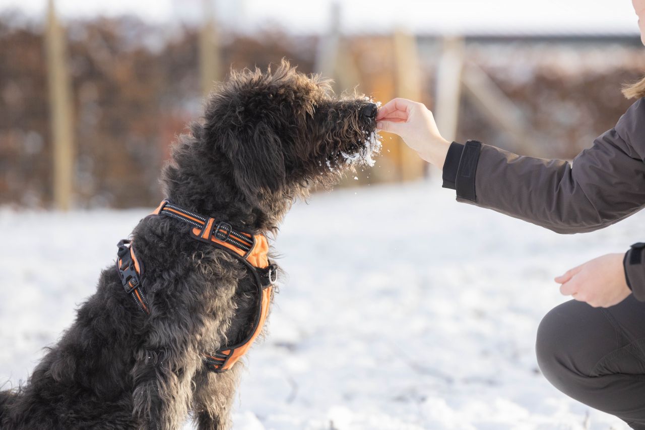 stor, brun hund bliver fodret af hånd i sneen