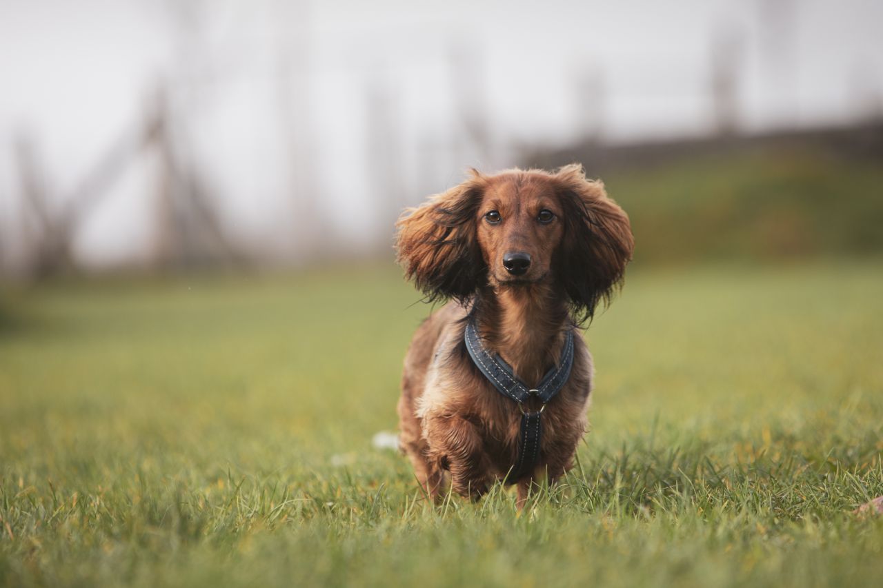 lille, brun hund med store ører står på græsplæne