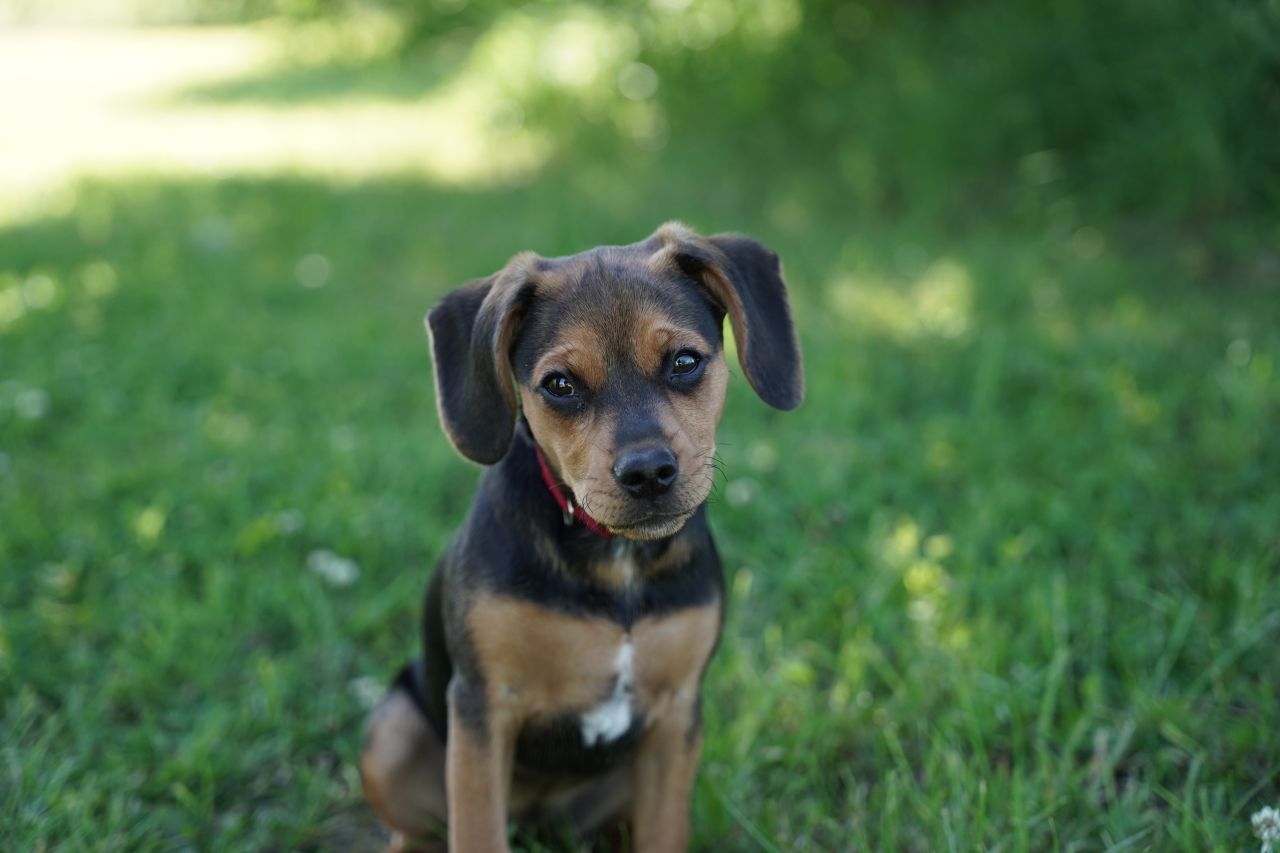 lille brun og sort hund kigger bedrøvet ind i kameraet. Den sidder på græs