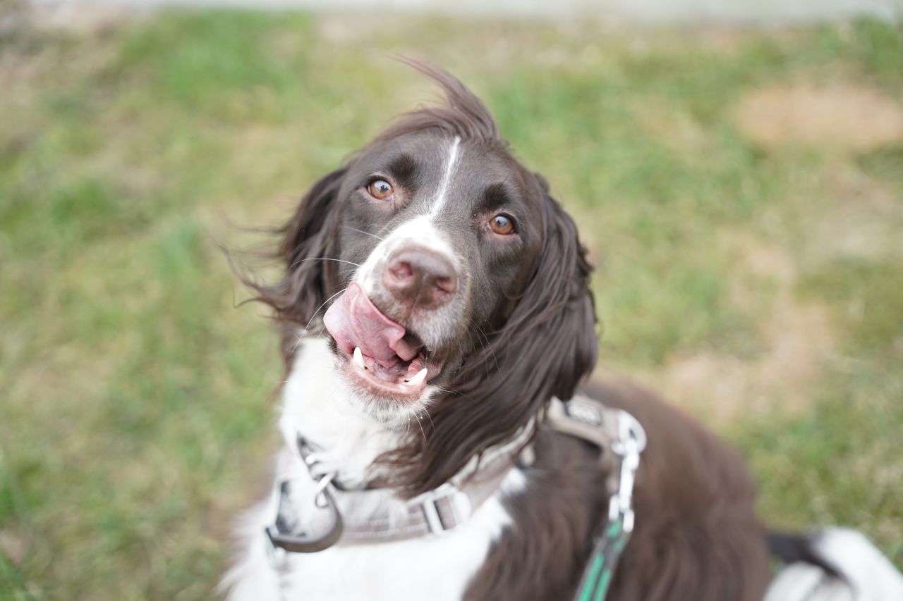 hund sidder på græs og har tungen ude