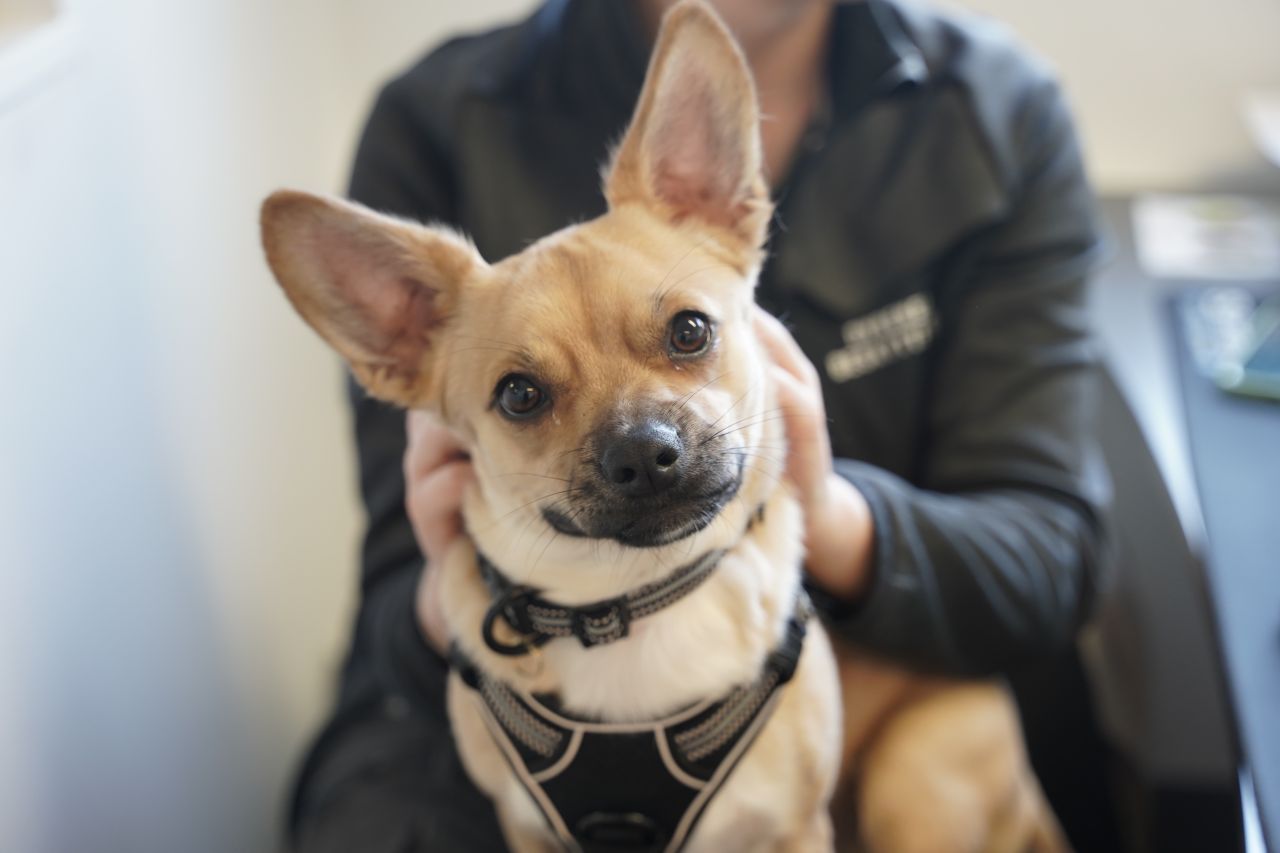 lille hund sidder i skød af person 