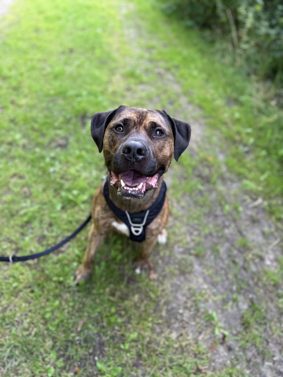 hund sidder og kigger ind i kamera med snor på