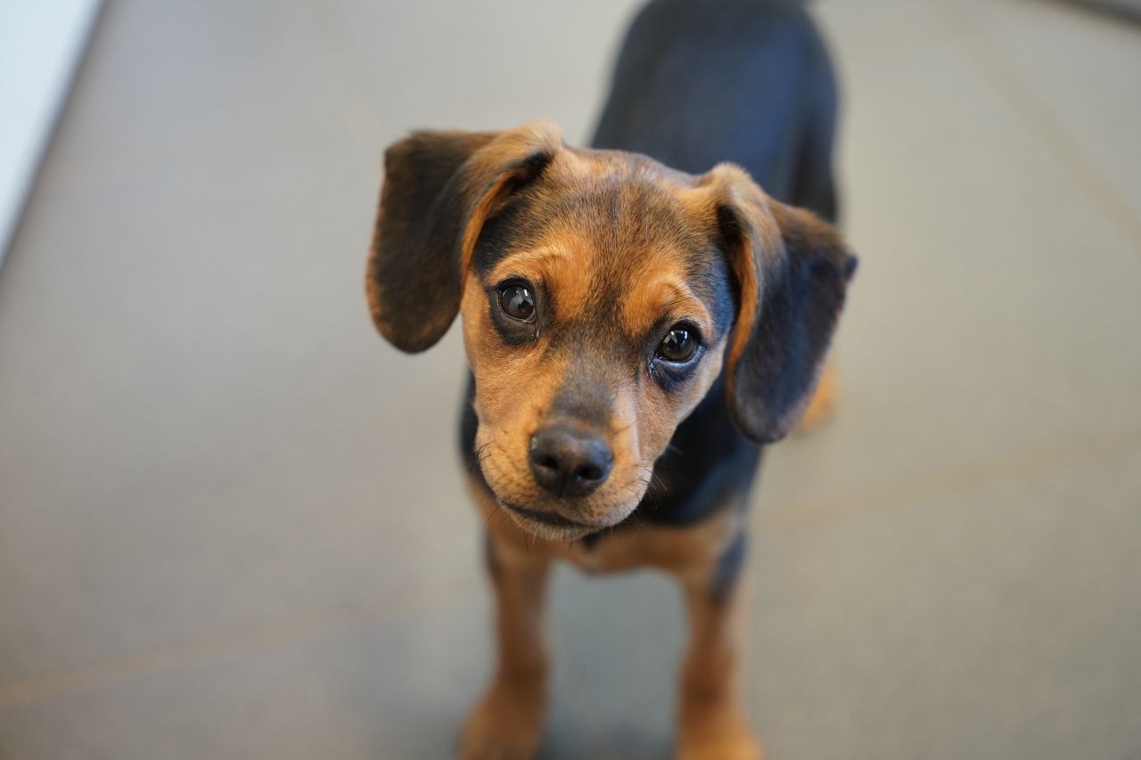 Blandingshund står på gulv og kigger i kameraet
