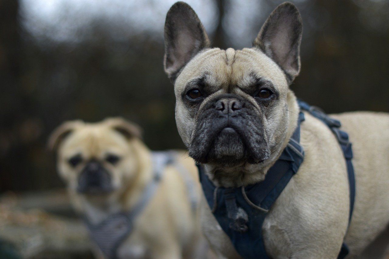 Franske bulldogs er blandt de hunderacer, der skal sundhedstjekkes, inden man avler på dem. Det skyldes, at deres korte snuder ofte er årsag til vejrtrækningsproblemer. Foto: Cathrine Cocks/Dyrenes Beskyttelse En fransk bulldog kigger i kameraet.