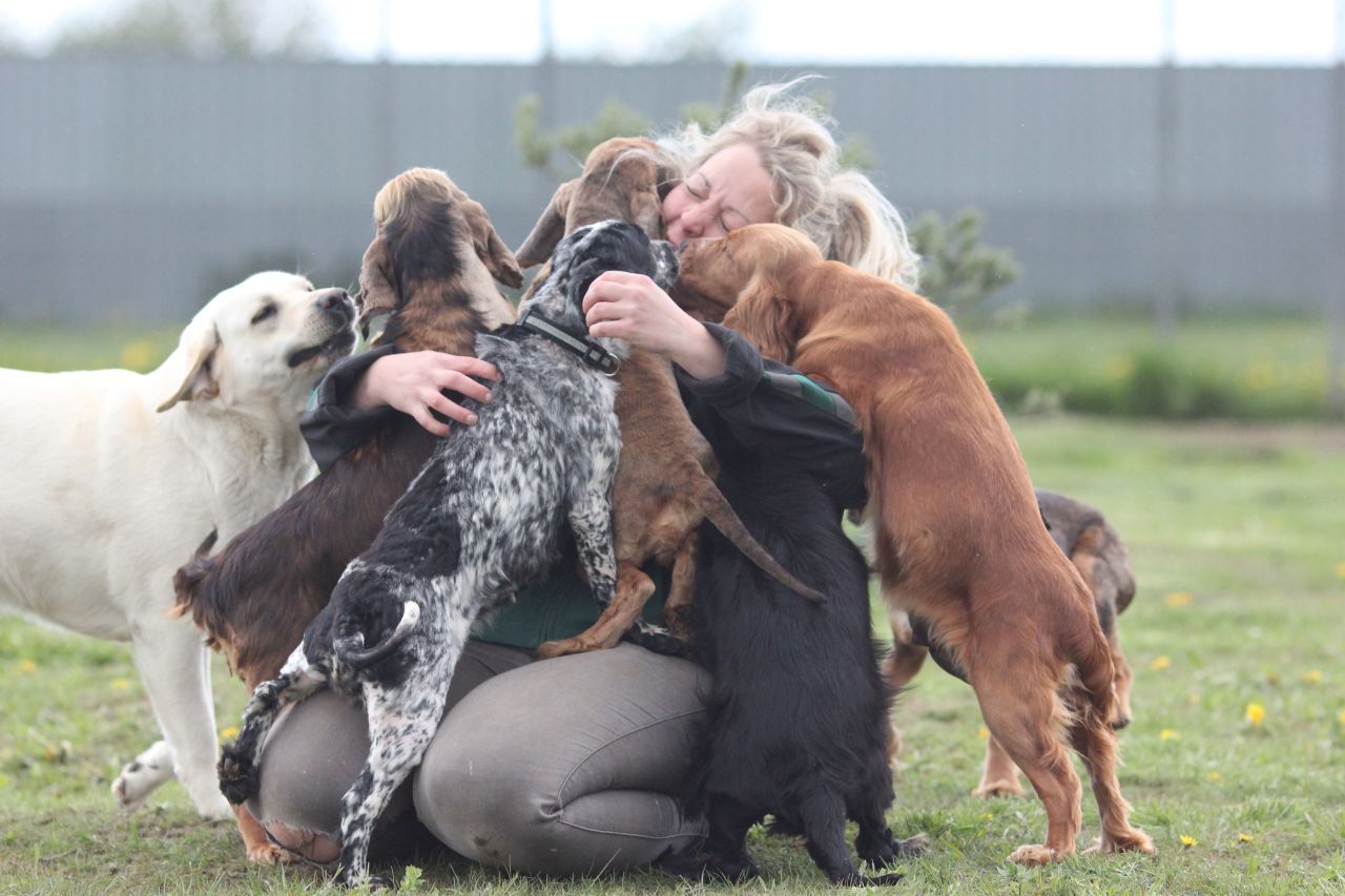 mange hunde omringer og krammer kvinde