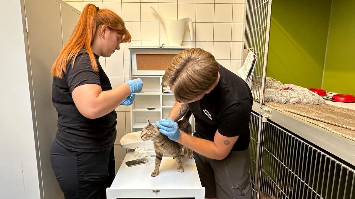 Over 50 katte blev tidligere på måneden reddet fra kritisable forhold i en sag fra Nordjylland. Mange af dem var magre, syge og skræmte, da de blev bragt til Dyrenes Beskyttelses internat. Foto: Dyrenes Beskyttelse Kat fra kattesag bliver tilset