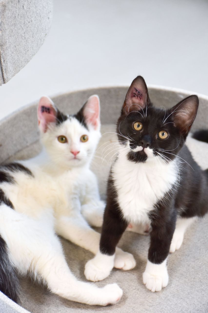 Katte kigger i kamera på dyreinternat