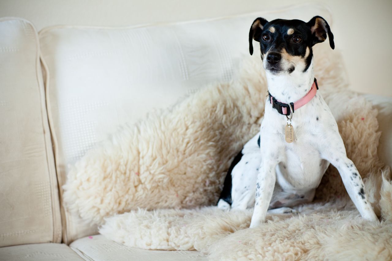 lille hund sidder i lammeskindstæppe i stol
