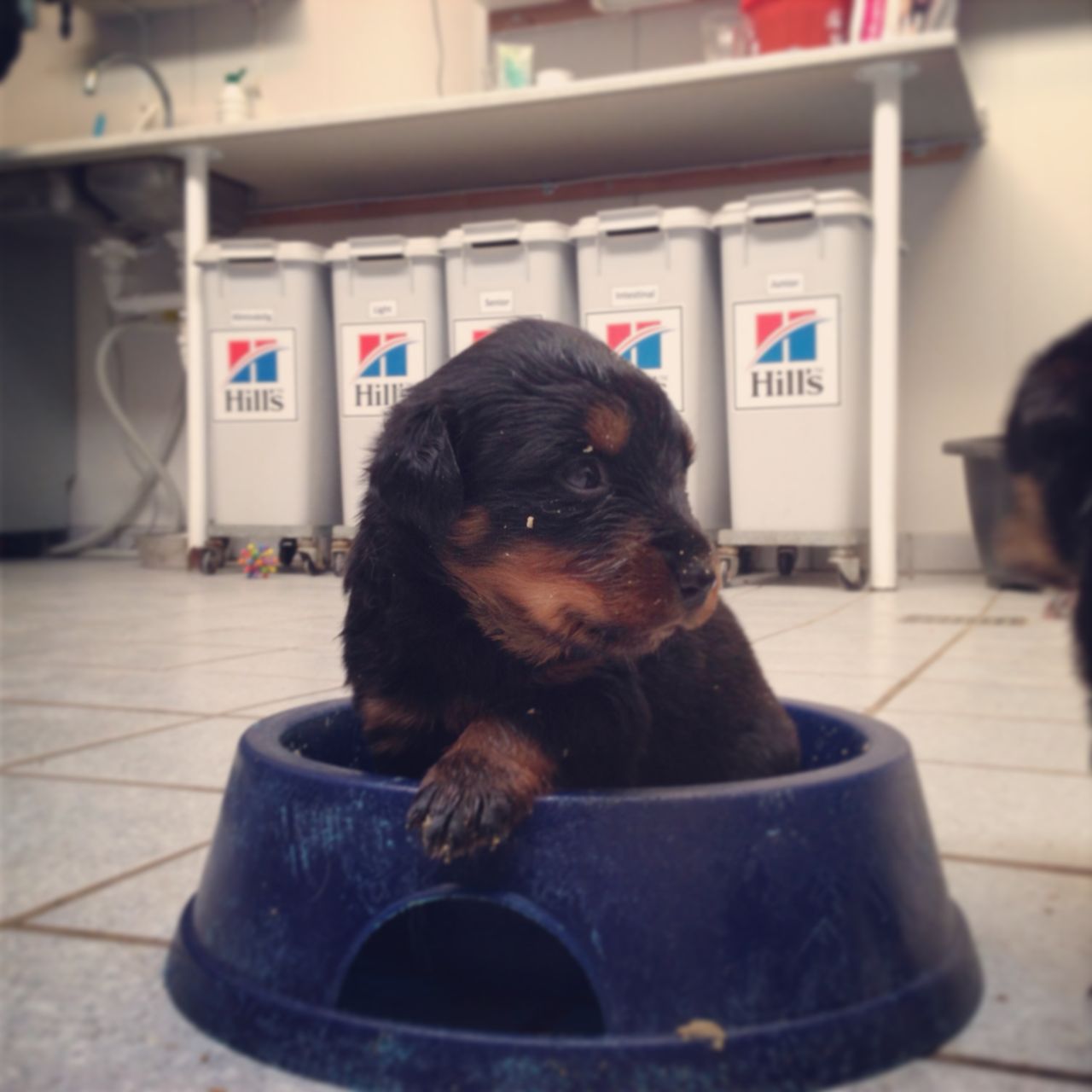 hvalp sidder i madskål