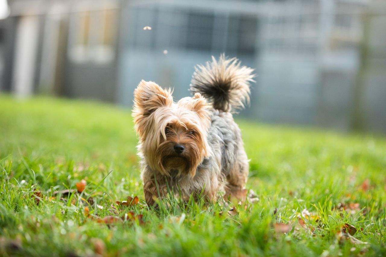 lille hund står på græs