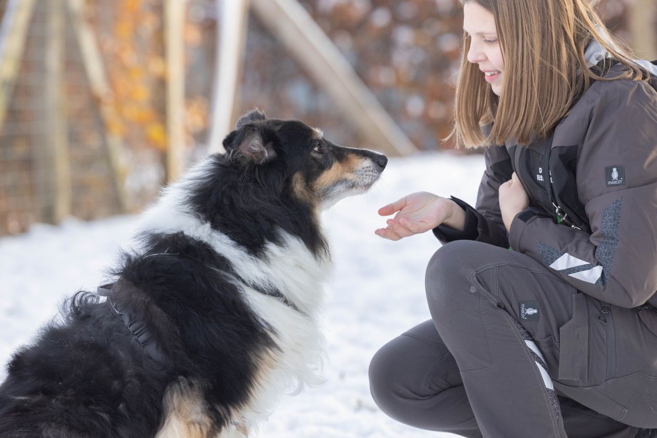 hund sidder i sne foran person, der rækker hånden frem