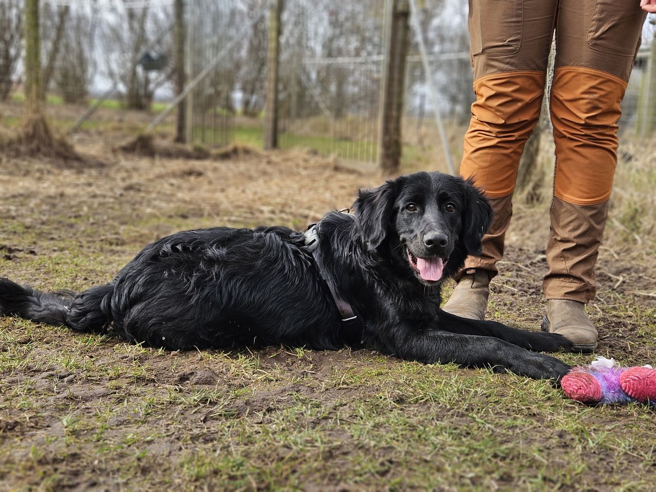 sort hund ligger på græs ved fødder af person