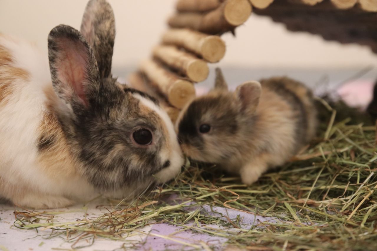morkanin og unge stikker snuderne mod hinanden