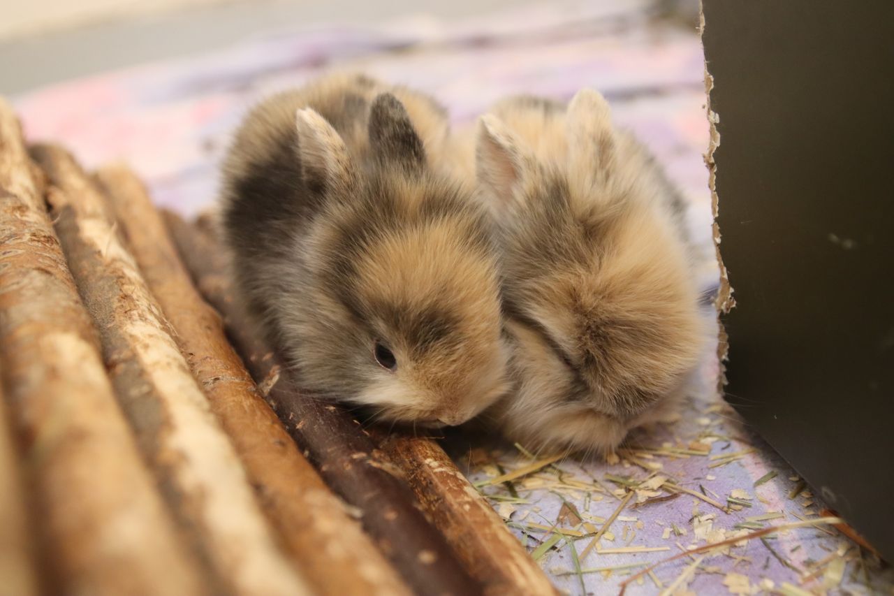 to små unger ligger og putter sig sammen