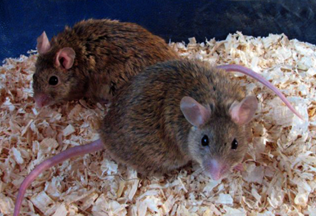 to små natalmus i savsmuld