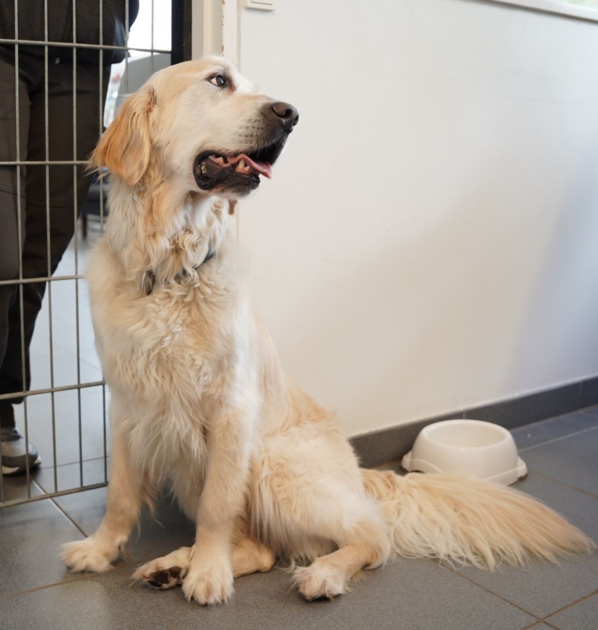 golden sidder på gråt stengulv foran gitter med sin hundeskål