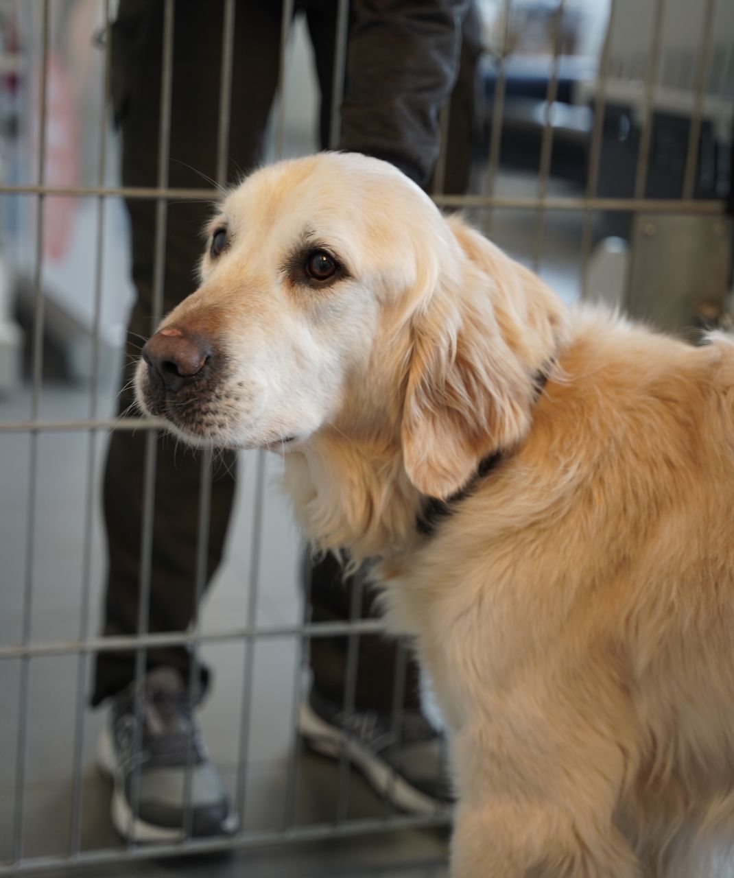 lys golden står foran gitter