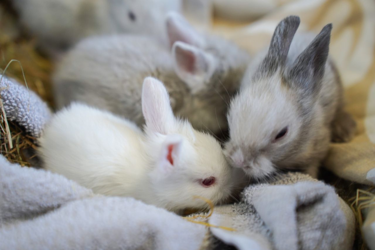 tre kaninunger ligger tæt sammen på tæppe