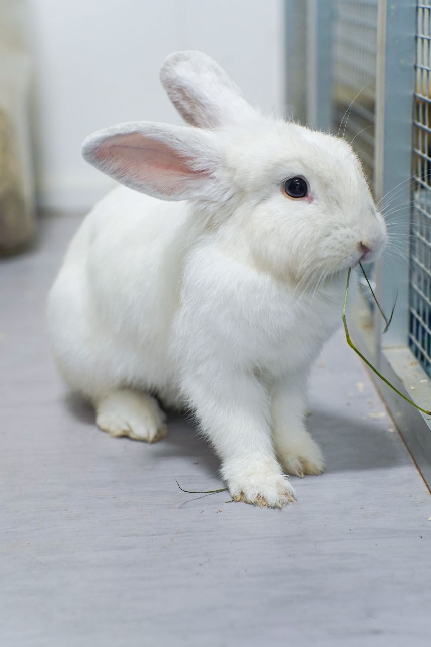 hvid kanin sidder på gulv foran gitter
