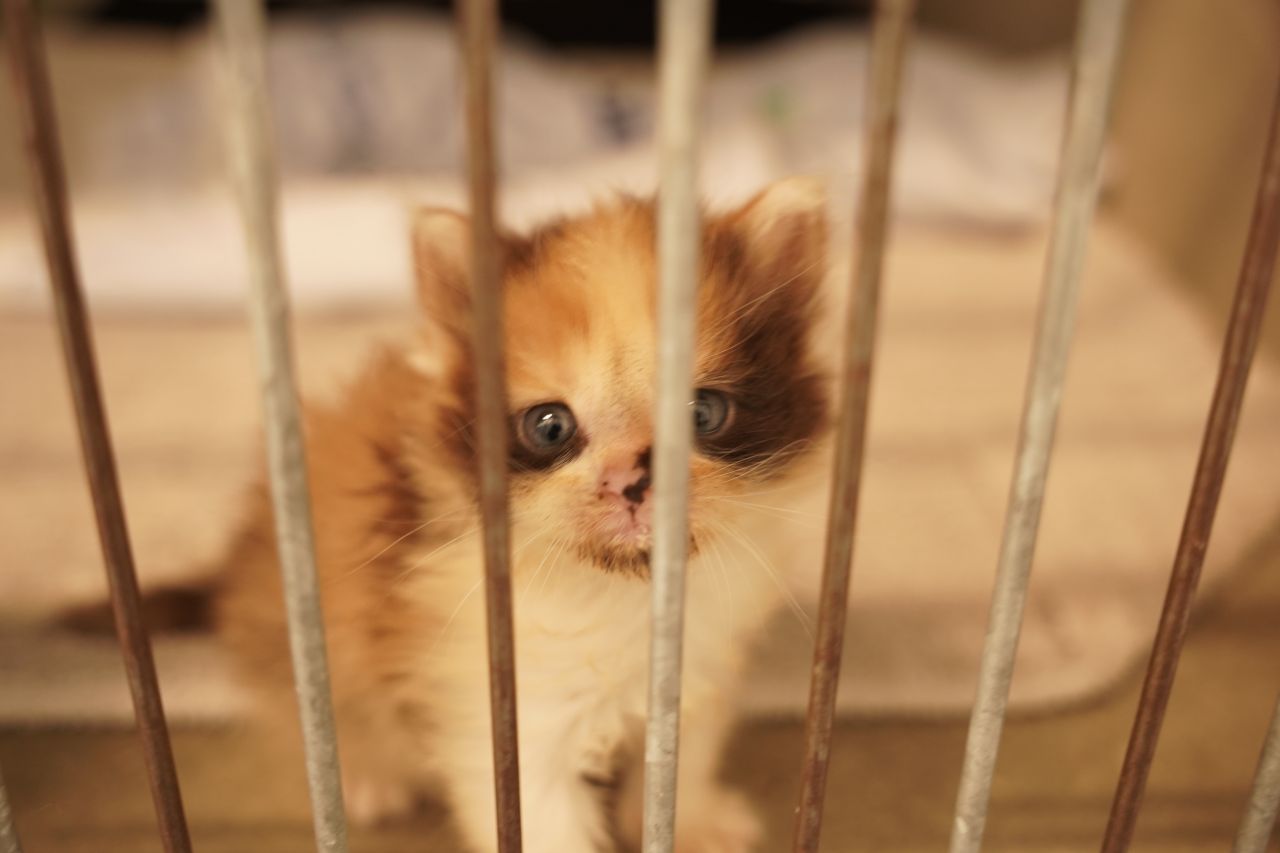 forskelligfarvet killing sidder bar tremmer og ser mut ud